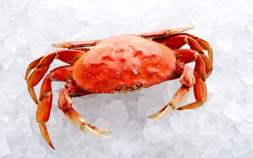 Fresh Cooked Dungeness Crab One Ocean Seafood SF Bay